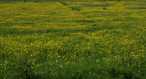 Report about land grabbing in Europe