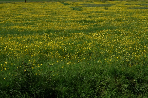 Report about land grabbing in Europe