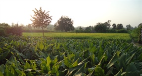 Activist use agricultural work as protest action in India / Des militants travaillent la terre pour protester en Inde