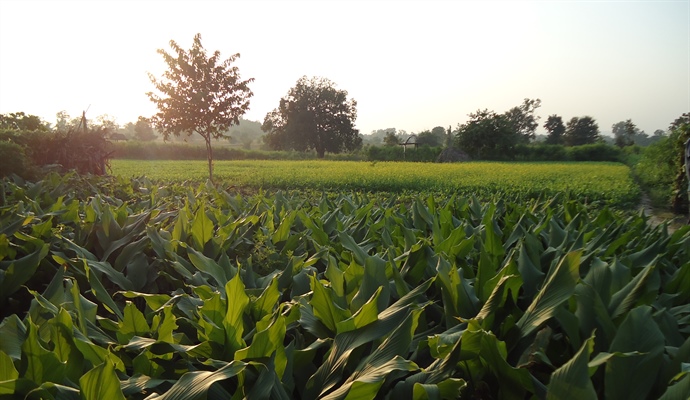 Activist use agricultural work as protest action in India / Des militants travaillent la terre pour protester en Inde