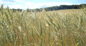Launch of the Right to Food and Nutrition Watch 2014 / Lancement de l'Observatoire du Droit à l'Alimentation et à la Nutrition 2014