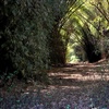 Indian Forest in Tamil Nadu, credit creative commons Harsha KR