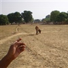 Field in Chhattisgarh credit Marie Bohner