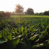 Indian fields credit Marie Bohner