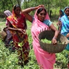 Collective farming teaser credit Ekta Parishad