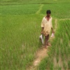 Rice agriculture in India credit Lee Tucker creative commons license